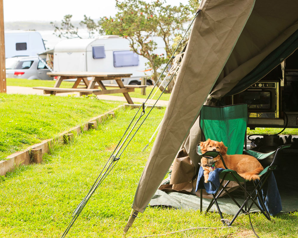 Campside with a dog at Bonny Hills Holiday Park